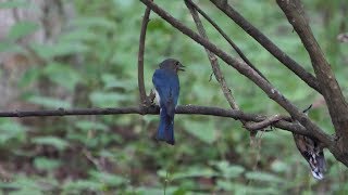 河口湖フィールドセンターのオオルリ（雄・幼鳥）その２５（4K60P動画）