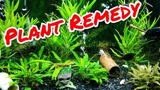 Bleaching your Aquarium Plants to Control Disease and Parasites