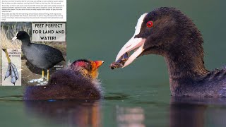 Adorable and supportive Coots' morning hunt for food