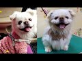 A stray dog ​​was abandoned due to a skin disease. Half a year after rescue, dog recovers and smiles