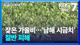 [여기는 진주] 잦은 가을비…‘남해 시금치’ 절반 피해 / KBS  2024.11.28.