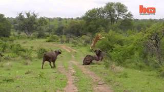 Un búfalo lanza por los aires a un león descargate estos videos gratis para el wassap