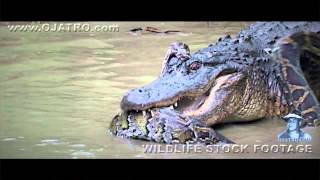 Python Fighting Alligator 0102 Time Lapse