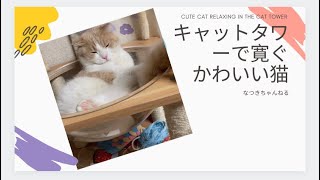 #short #猫動画　朝からキャットタワーで寛ぐ猫はこちらです…！かわいいな。(#スコティッシュフォールド)