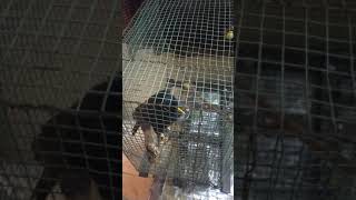 Indian Myna Bird speaking Tamil