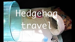 How I travel with my hedgehog