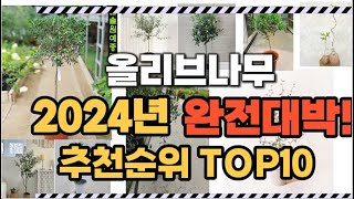 올리브나무 2024년 인기 순위  TOP10 가격 할인정보 리뷰 후기 비교 정보