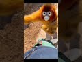 the golden monkey is so cute❤ funny pet videos 🔥 household pet shorts cat cats monkey