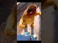 the golden monkey is so cute❤ funny pet videos 🔥 household pet shorts cat cats monkey