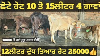 10 ਤੋ 15ਲੀਟਰ 4 ਜਰਸੀਆ ਜਾਇਜ ਰੇਟ। cows for sale/vadiya farm/19-1-25