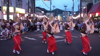 【あずま連・新橋連・蜻蛉連】合同連第70回秦野たばこ祭り阿波おどり第２章