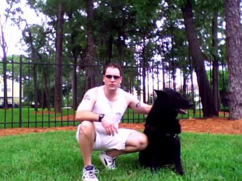 Dog Training: German Commands- #1 in the World Dog Training: German Commands- #1 in the World