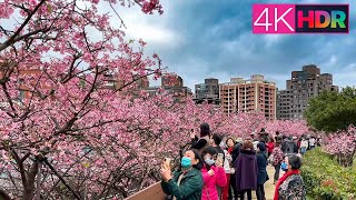 4K HDR｜Walking in Neihu, Taipei（Morning Market, Cherry Blossom Festival, Ecological Trail)早市/櫻花季/步道