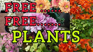 🥳FREE..FREE...PLANTS ❤️#adenium #sale #gardening #plants #plantcare #flowers #pottingmix #garden