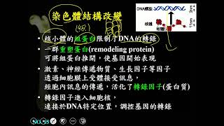 11001選修生物一ch4 3 04真核生物的基因調節 染色體結構改變(一恭)