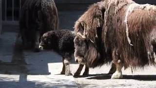 動き出したジャコウウシ一家 Muskox with babies　2018 0701