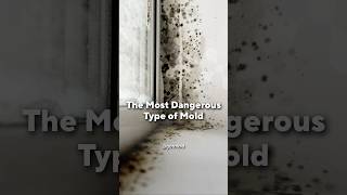 The Hidden Mold Problem Inside Your Walls