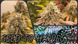 SEED TO HARVEST!!! (Almost)