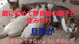 「野良猫」私達と同じだから一生懸命生きているんだよ!多くの人寂しさに支えられ