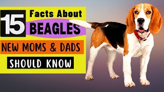 15 Important Facts About BEAGLE New \u0026 Prospective Owners Should Know!