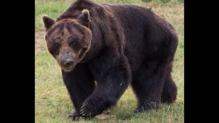 This bear killed 6 people in three days