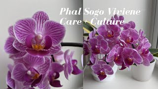 Phalaenopsis (Doritanopsis) Sogo Vivien | Easy Growing Beautiful Orchid for Beginners #carecollab