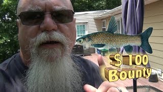 $100 Bounty For A Fish