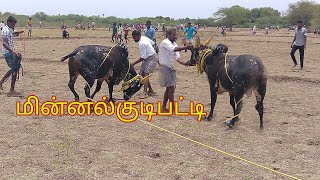 வீரமும் பாசமும் களத்தில்  மின்னல்குடிபட்டி மஞ்சுவிரட்டு