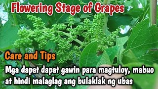 Paano alagaan ang bulaklak ng ubas para magtuloy, mabuo at hindi malaglag