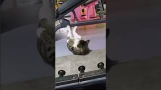 【笑劇…！w】猫ちゃん 腹筋トレーニング