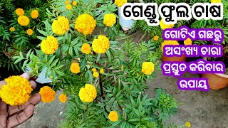 ଗେଣ୍ଡୁ ଫୁଲ ଚାରା ରୋପଣ ଓ ଯତ୍ନ(ମଣ୍ଡା ଫୁଲ)।#marigold #gendufula,#mandagula#terracegarden