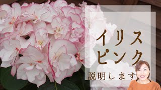 あじさい　イリスピンク説明　さかもと園芸の新品種