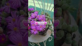 어여쁜#벽어연#succulentplant #다육이 #多肉植物