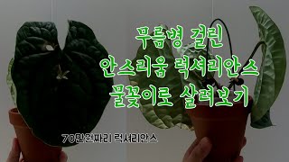 무름병 걸린 안스리움 럭셔리안스 물꽂이로 살려보기