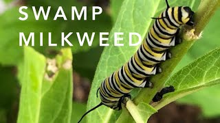 Swamp Milkweed | Florida Native Plants Landscaping