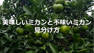 【みかんの木管理】美味しいみかんの見分け方、育て方