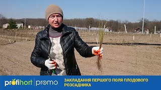 Закладання першого поля плодового розсадника