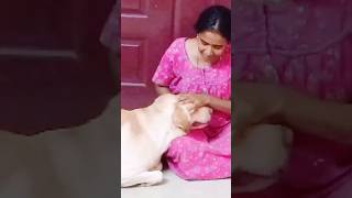 🔥இவன் அம்மா பிள்ளை💥 #shorts #gakahar #trending #viral #pets #cute #funny #love @Gakahar s/o kasthuri