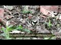 bird migration forest wagtail burung migrasi kicuit hutan