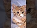 【睡眠用bgm】猫たちと安眠しよう 睡眠前に可愛い猫を見て癒される shorts 癒し cat