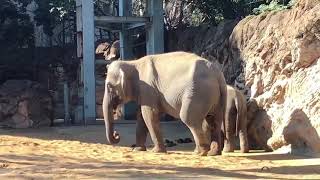 アルン未公開映像⑤ ある日のアルン君のまったりな映像【2023年1月】【上野動物園】