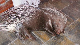 After Rescuers Free This Porcupine Later She Returned With A Special Surprise