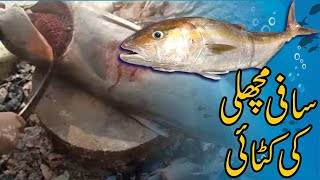 Safi Amberjack fish cutting 30 12 2021