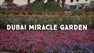 Dubai Miracle Garden/World Largest Natural Flower Garden/ #Dubaimiraclegarden#2020#vlog2