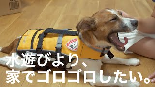 犬用ライフジャケットが届いたので試着してみた。川や海で遊ぶよりも、家でゴロゴロしたい我が家の愛犬。ジャックラッセルテリアのさくら Jack Russell Terrier Sakura.