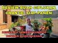 Review buah ciplukan unik siap panen !! Kebun ku makin kumplit dengan buah buahan