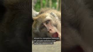 Monyet obes, Godzilla mati kerana penyakit berkaitan kegemukan
