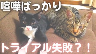 【子猫トライアル失敗？！】喧嘩ばかりの赤ちゃん保護猫　馴染むまで