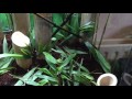 how to setup a bioactive mantis enclosure bamboo forest and orchid