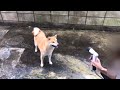 【柴犬のこ】水遊びをする柴犬